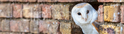 Barn Owl Looking Out of a Hole in a Wall Panorama