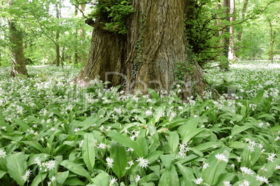 Bärlauch im Wald