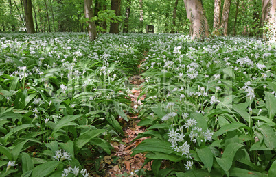 Bärlauch im Wald Bärlauch im Wald