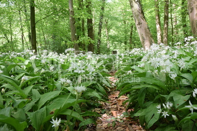 Bärlauch im Wald