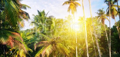 Tropical garden with coconut palms and a pineapple plantation. S