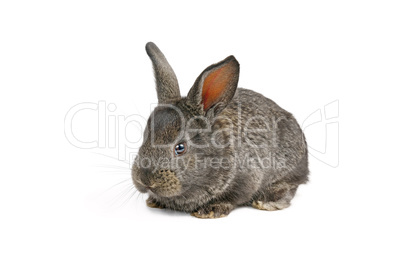 Little domestic rabbit isolated on white background.