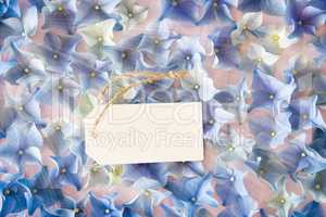 Sunny Hydrangea Flat Lay, Copy Space, Background