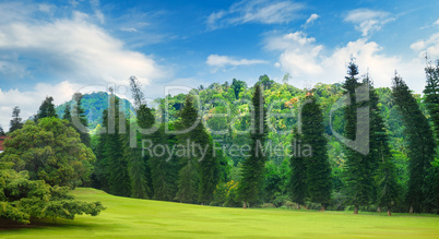 Summer park,hedge, green meadow and blue sky. Wide photo.