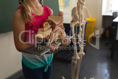 Mid section schoolgirl holding anatomical model in classroom