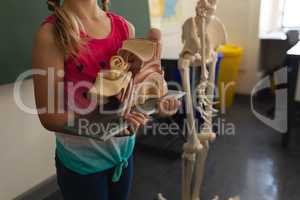 Mid section schoolgirl holding anatomical model in classroom