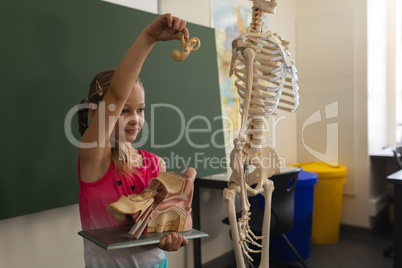 Side view of schoolgirl explaining anatomical model in classroom