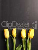 Valentines Day Background with tulips