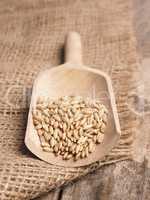 Peeled oats in a wooden shovel