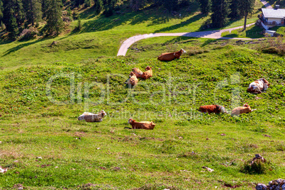 Szene in den Alpen