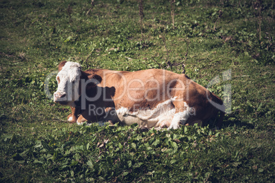 Kuh liegend auf der Wiese