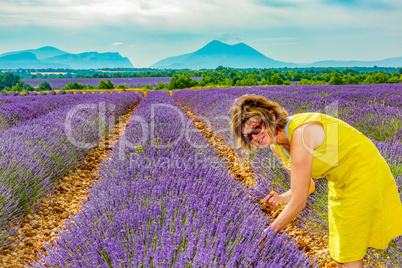 Woman in flowering lavender field