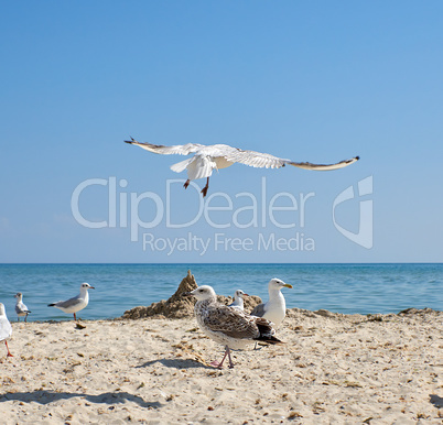 flock of seagulls on the beach on a summer sunny day