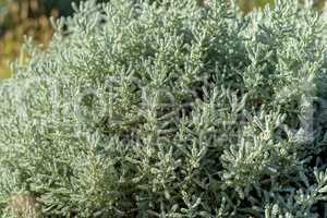 olive herb