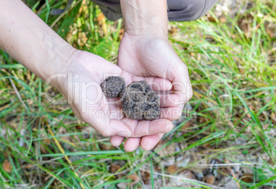 brown truffles