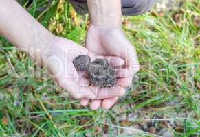 brown truffles