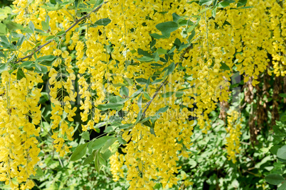 laburnum