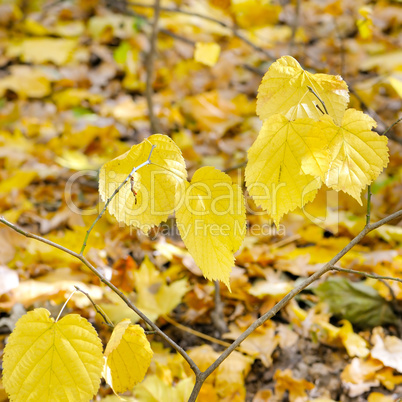 Falling leaves natural background. Shallow depth of field. Focus