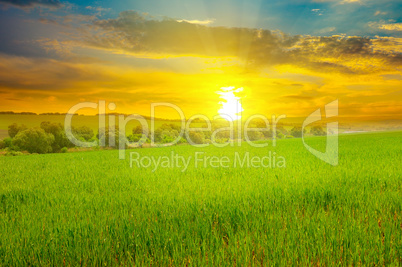 Green field and blue sky with light clouds. Above the horizon is