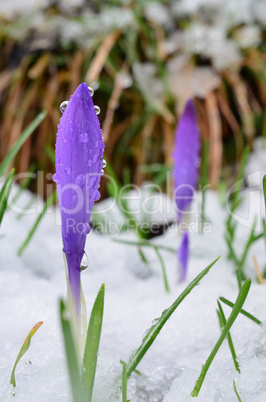 Two wild Saffron flowers