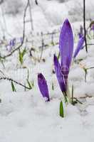 Early Crocus in late snow