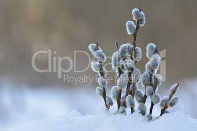 Spring osier twigs in snow