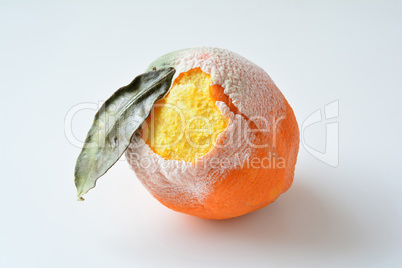 Rotten orange with dry leaf