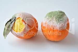 Two rotten oranges on white
