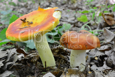 Two Russula aurea mushrooms