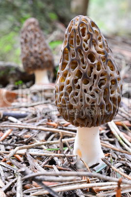 Two Black morels in mountain coniferous forest