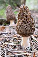 Two Black morels in mountain coniferous forest