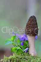 Black Morel and violets