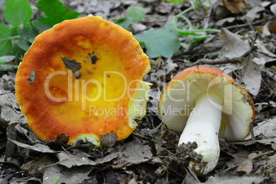 Two specimen of picked Gilded Brittlegill mushrooms