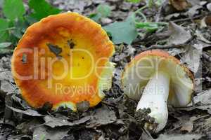 Two specimen of picked Gilded Brittlegill mushrooms