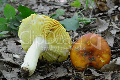 Two picked specimen of Russula aurea mushrooms
