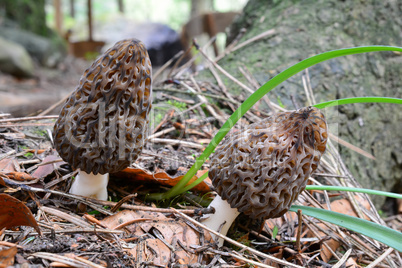Two Morchella conica mushrooms side by side