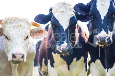 Cows staring with slobber and flies