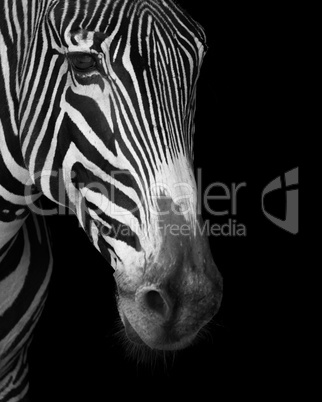 Close-up of Grevy zebra face in mono