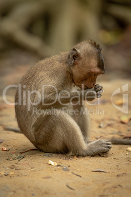 Long-tailed macaque sits eating from both paws