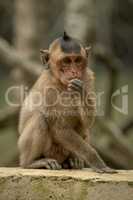 Long-tailed macaque sits eating on concrete wall