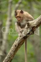 Long-tailed macaque sits eating fruit on branch