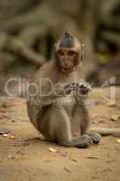Long-tailed macaque sits eating with both paws