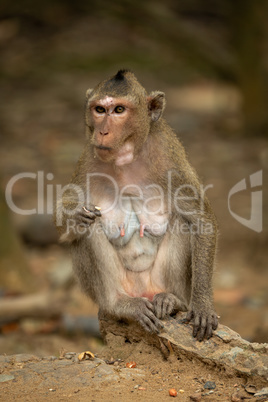 Long-tailed macaque sits eating on sandy rock