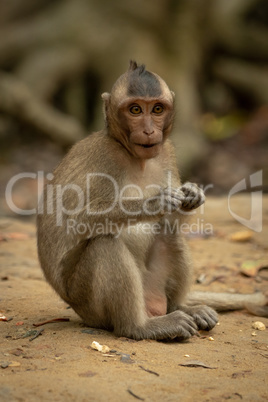 Long-tailed macaque sits eating with paws together