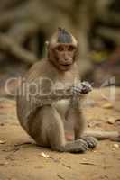 Long-tailed macaque sits eating with paws together