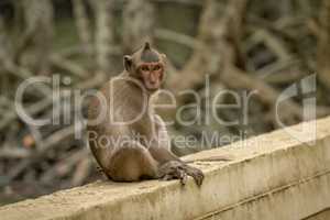 Long-tailed macaque sits facing camera on wall