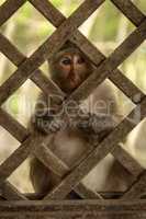 Long-tailed macaque sits gripping wooden trellis window