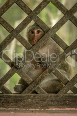 Long-tailed macaque sits holding wooden trellis window
