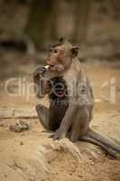 Long-tailed macaque sits hugging baby while eating
