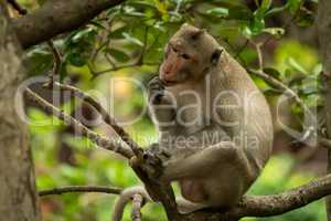 Long-tailed macaque sits in tree eating biscuit